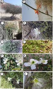 Image result for Capparis cartilaginea