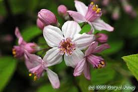 Image result for Deutzia x hybrida ′Mont Rose