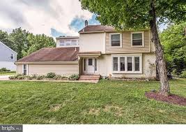 Image result for Ursinia montana