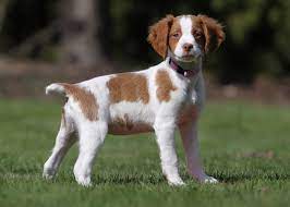 Cutest Lil Pot Belly Brittany Brittany Spaniel Puppies Brittany Dog Brittany Spaniel Dogs