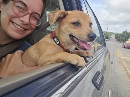 Found a puppy in downtown Alamo Heights