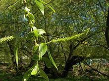 salix alba 'tristis' ce nom est souvent mal appliqué à ce cultivar. Silber Weide Wikipedia