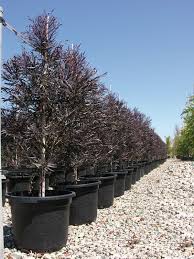 Agonis Flexuosa Jervis Bay Afterdark Willow Peppermint Din San Nursery Plant Database Evergreen Trees For Sale Evergreen Trees Plants