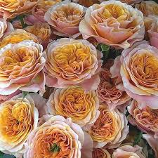 ROSE SOUTH PARK 50cm