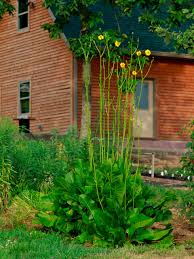 Image result for Rhipidoglossum delepierreanum