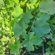 Image result for Rubus pinnatus