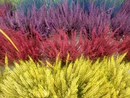 Le migliori immagini della buona domenica! Fiori D Inverno Crisantemi Ciclamino Erica Alla Valle Dei Fiori Voce Di Mantova