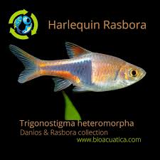 Image result for Heteromorpha