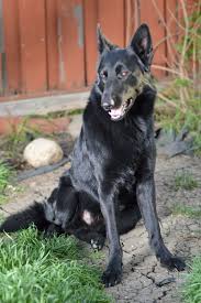 Black And Tan German Shepherd Puppies For Sale Near Me Black German Shepherd Stud Dog Black German Shepherd German Shepherd German Shepherd Dogs