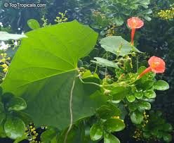 Image result for Ipomoea hederifolia