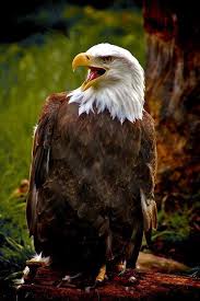 Bald Eagle Eagles Resimler Yirtici Kuslar