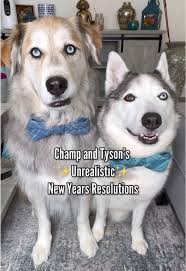 Hilarious Husky Antics: Champ's Couch Dilemma