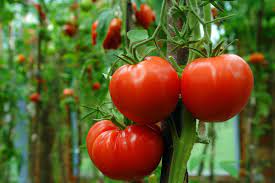 The issue of genetically modified organisms (gmos) as they relate to the food supply is an ongoing, nuanced and highly contentious issue. What Is Genetic Modification Live Science