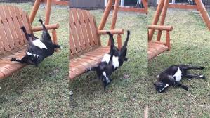 Смотрите видео chinese woman kill goat онлайн. Why Fainting Goats Really Collapse In Fear