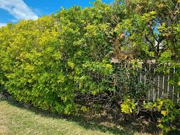 Image result for Murraya