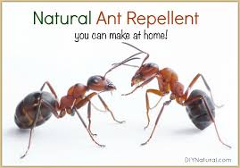 Combine water, soap, and oil, and either leave it out in a dish or spray it directly. Natural Ant Repellent Spray A Simple And Safe Spray That Really Works