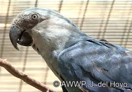 Birds That Start With J Spix Macaw Spix S Macaw Cyanopsitta Spixii An Adult Bird Perched Birds Macaw Parrot Macaw