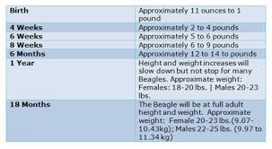 Beagle Growth Chart Qmsdnug Org