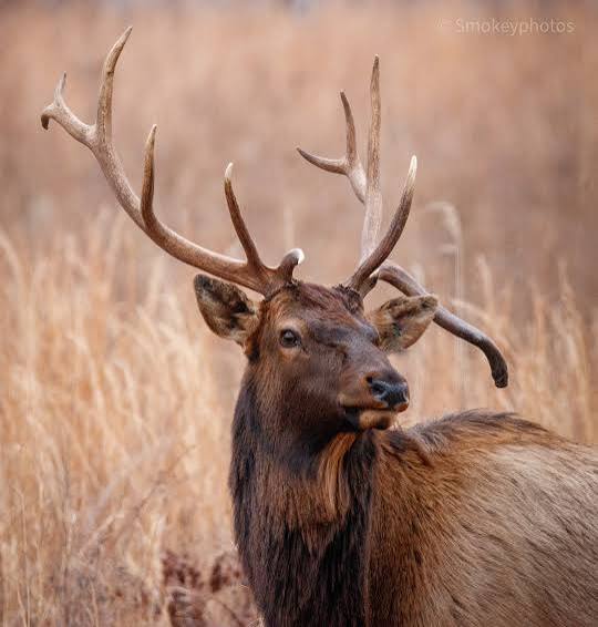 British Hunting and Wildlife in Bengaluru, India