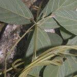 Image result for Teramnus uncinatus