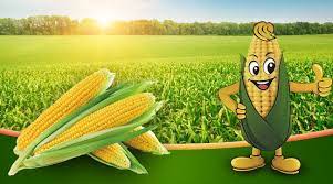Campo Meadow Grass Sky Background Field Corn Cartoon Posters Fruit Picture