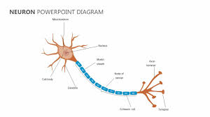 Neuron Powerpoint Diagram In 2019 Neuron Diagram Diagram