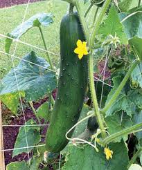 Image result for Cucumis sativus