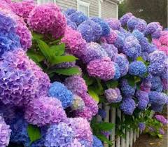 These are some seeds that someone gave me. What Kind Of Flowers Are Planted At The Gate These 4 Kinds Of Flowers Are Beautiful And Have A Good Meaning Minews