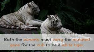 The average number of cubs born to get one healthy white tiger cub exhibitors want is 1 in 30. 18 Facts You Must Know About White Tiger Youtube