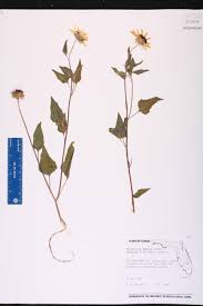 Image result for Helianthus debilis