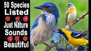 Videos of songs, calls, and behaviors that i have taken while birding in southern california. Birds In Our Vegetable Garden Bathing Eating Hummingbirds More All Nature Videos For Cats To Watch Youtube