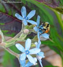 Tweedia Caerulea Blue Milkweed For Pollinators Milkweed Milkweed Plant Monarch Butterfly Garden