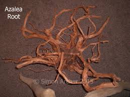 Safe Unsafe Wood For Aquarium Azalea Root Is Safe For Use In Aquariums Has An Attractive Colour And Shape Driftwood Decor Aquarium Aquarium Driftwood