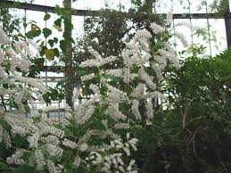 Image result for Tetradenia bainesii