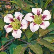 Image result for Rothmannia longiflora