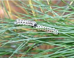 Black And Yellow Striped Caterpillar Identification Uk How To Identify And Eliminate Sawfly Larvae From Your Garden Sawfly Larva Larvae Pest Control Plants