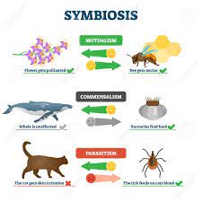 Proudhon, which treats both capitalism and authoritarian government. Symbiosis Vector Illustration Labeled Living Together Explanation Educational Scheme Mutualism Commensalism And Parasitism Differences Description As Natural Biology Interaction Process Diagram Royalty Free Cliparts Vectors And Stock Illustration