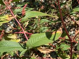Image result for Persicaria hystricula