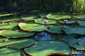 Los científicos han demostrado que el amazonas es de 140 km más largo que el. Pliclzri1kjx3m