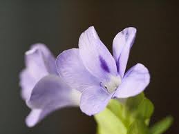 Image result for Barleria mackenii