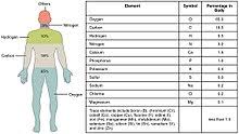 Kisah organ tubuh manusia seandainya mereka bisa bicara, apa jadinya organ tubuh kita kalo gambar organ tubuh manusia atau bagian gambar anggota badan manusia.untuk menamba ilmu. Tubuh Manusia Wikipedia Bahasa Melayu Ensiklopedia Bebas