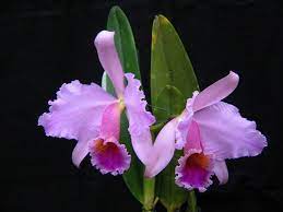 Cattleya Percivaliana Shares The Common Name Of Christmas Orchid Also Called Percivals Cattleya Largely Lithophytic Growing In Cattleya Orchids Flowers