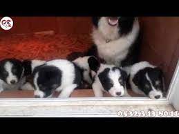 satilik border collie yavrusu fiyatlari border collie collie kopek