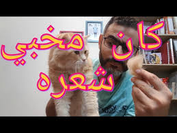 أفضل فرشة لتنظيف شعر القطط وعن تجربة نتائجها سحرية Youtube