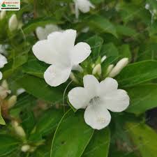 Image result for Barleria