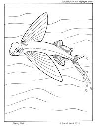 Flying Fish Colouring Picture Animals From Life Of Pi Fish Coloring Page Coloring Pages Designs Coloring Books