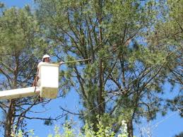 Expert tree trimming, tree pruning and storm preparation. Tree Trimming City Of Rocky Mount