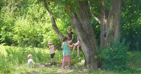 Trunk to Treetop