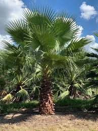 Image result for Washingtonia robusta