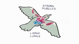 How Do Birds Fly How Do Birds Fly Zoology Homeschool Life Science